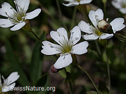 Photo: Felsen-Leimkraut, Blüte