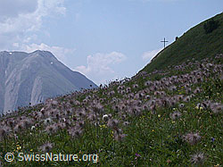 Photo: Wiese mit verblühten Schwefel-Anemonen.