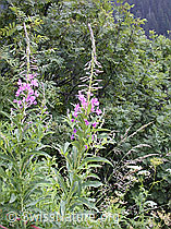 Foto: Wald-Weidenröschen (Epilobium angustifolium)