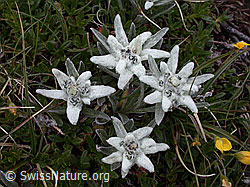 Foto: Gruppe mit 4 Edelweiss