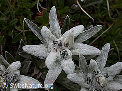 Foto: Edelweiss, Blüte