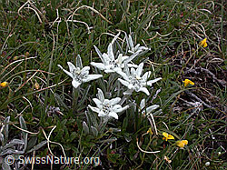 Foto: Edelweiss