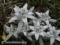 Foto: Gruppe Edelweiss