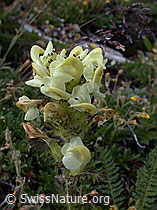 Photo: Knolliges Läusekraut
