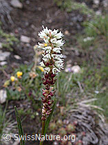 Photo: Knöllchen-Knöterich, Blüte