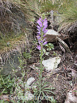 Foto: Ährige Glockenblume (Campanula spicata)
