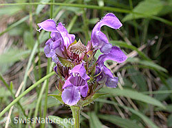 Foto: Grossblütige Brunelle (Prunella grandiflora)
