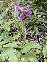 Foto: Grossblütige Brunelle (Prunella grandiflora)
