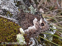 Walliser Waldportier (Hipparchia genava) (ESCN2454)