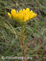 Foto: Felsen-Mauerpfeffer (Sedum rupestre)
