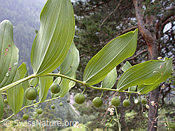 Foto: Unreife Früchte des echten Salomonssiegel (Polygonatum odoratum)