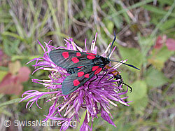 Photo: Grosses Fünffleck-Widderchen (Zygaena lonicerae)