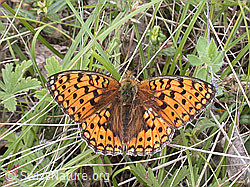 Photo: Grosser Perlmutterfalter