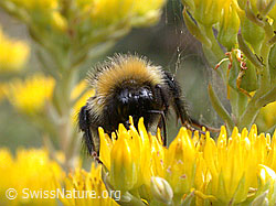Hellgelbe Erdhummel (Bombus lucorum) an Besenheide (Calluna vulgaris)