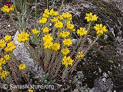 Foto: Felsen-Mauerpfeffer (Sedum rupestre)