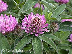 Hügel-Klee (Trifolium alpestre) (15.07.2002, ESCN2553)