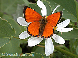 Photo: Lycaena virgaureae
