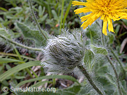 Foto: Zottiges Habichtskraut, Blüte