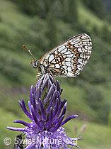 Photo: Melitaea athalia on Phyteuma betonicifolium