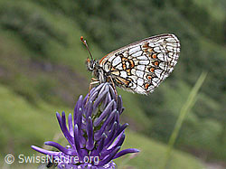 Betonienblättrige Rapunzel (Phyteuma betonicifolium)