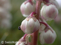 Foto: Kleines Wintergrün, Blüte