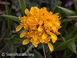 Foto: Graues Greiskraut, Blüte
