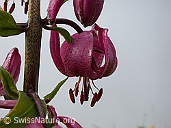 Foto: Türkenbund, Blüte