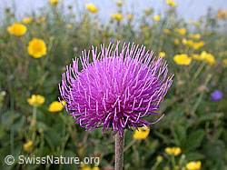 Foto: Bergdistel, geöffnete Blüte