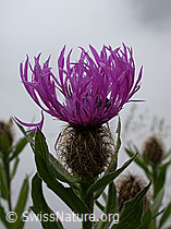 Foto: Federige Flockenblume, Blüte