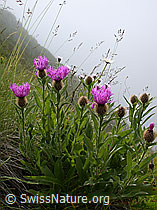 Foto: Federige Flockenblumen