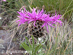 Foto: Blüte der Alpen-Flockenblume
