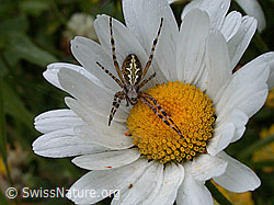 Photo: Eichblatt-Radspinne (Aculepeira ceropegia) auf Margerite.