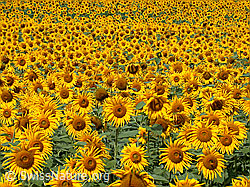 Foto: Sonnenblumen