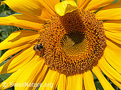 Foto: Blüte der Sonnenblume