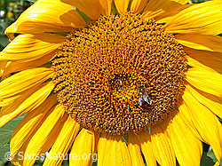 Foto: Sonnenblumenblüte