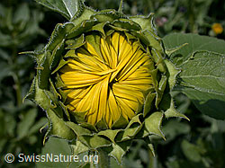 Foto: Sonnenblume