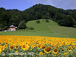 Foto: Sonnenblumen