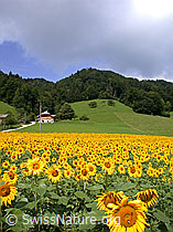 Foto: Sonnenblumen