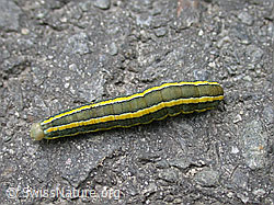 Foto: Raupe der Erbseneule (Ceramica pisi)