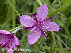 Foto: Fleischers Weidenröschen, Blüte