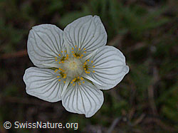 Foto: Sumpf-Herzblatt, Blüte