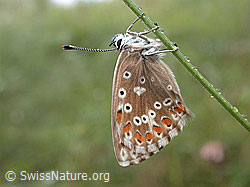 Himmelblauer Bläuling (Polyommatus bellargus) (ESCN3933)