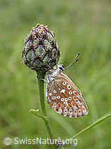 Photo: Himmelblauer Bläuling