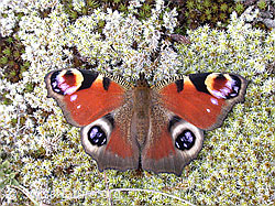 Tagpfauenauge (Inachis io) (05.09.2002, ESCN4216)