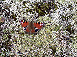 Inachis io (ESCN4219)