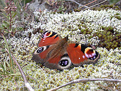 Tagpfauenauge (Inachis io) (05.09.2002, ESCN4222)