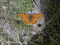 Kleiner Perlmuttfalter (Issoria lathonia) (05.09.2002, ESCN4255)