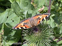 Kleiner Fuchs (Aglais urticae) auf Grosser Klette (Arctium lappa) (ESCN4340)