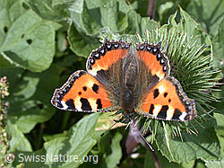 Kleiner Fuchs (Aglais urticae) auf Grosser Klette (Arctium lappa) (ESCN4341)
