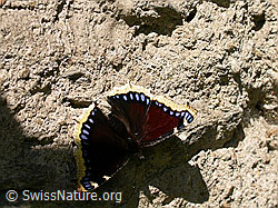 Photo: Trauermantel (Nymphalis antiopa)